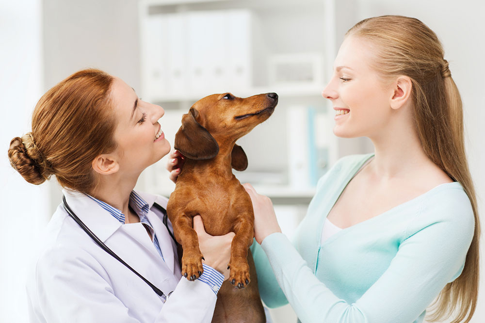 Tips for Buying Medicines for Pets Online