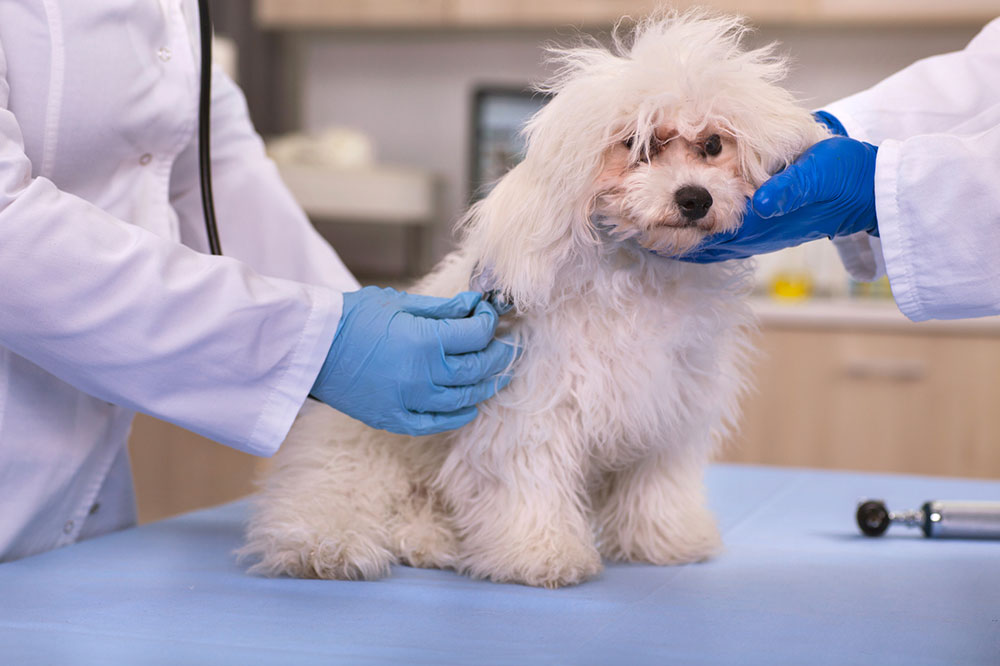 Top 5 pet insurance companies