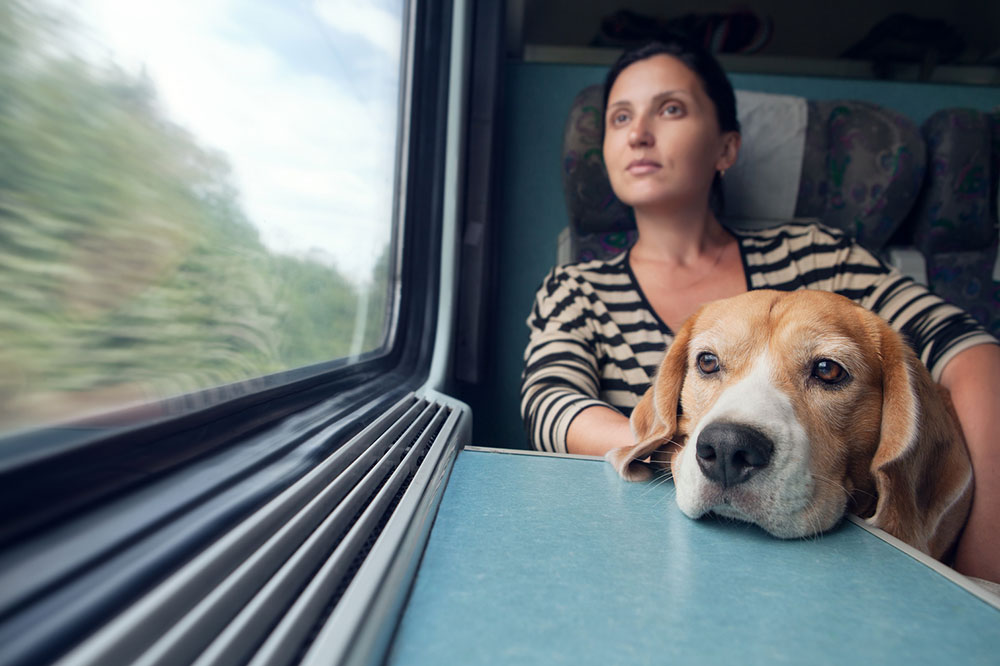 Train Tips for Traveling with Pets